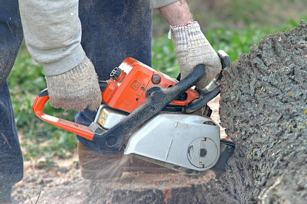  Calais, ME Tree Removal Services Pros