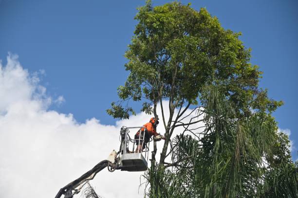 Best Tree Preservation Services  in Calais, ME